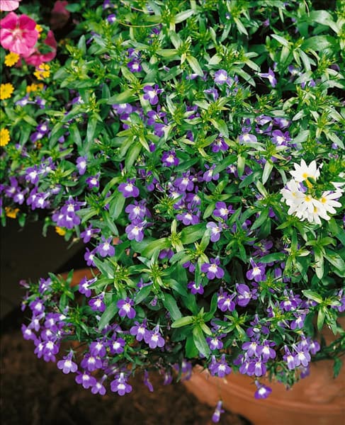 Lobelia erinus Laguna Blue with Eye