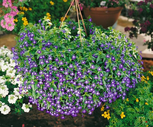 Lobelia erinus Laguna Blue with Eye