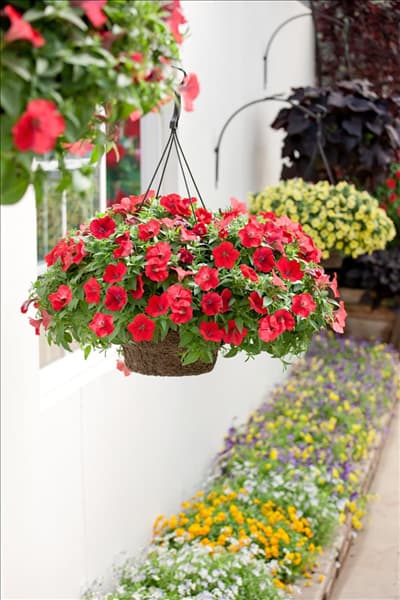 Petunia Surfinia ® Baby Red
