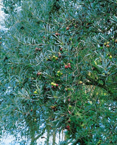 Olea europaea