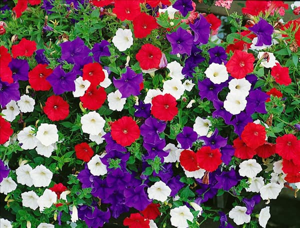 Petunia Surfinia mixed