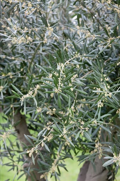 Olea europaea
