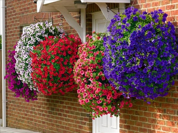 Petunia Surfinia mixed
