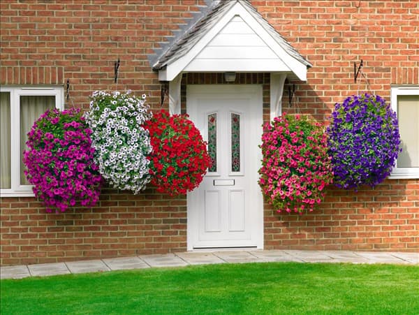 Petunia Surfinia mixed