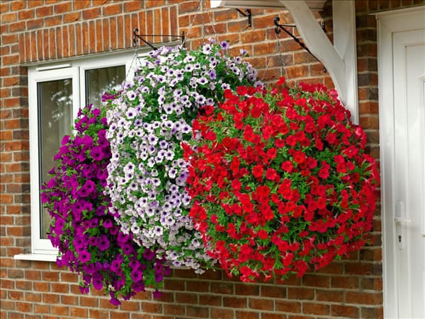 Petunia Surfinia mixed