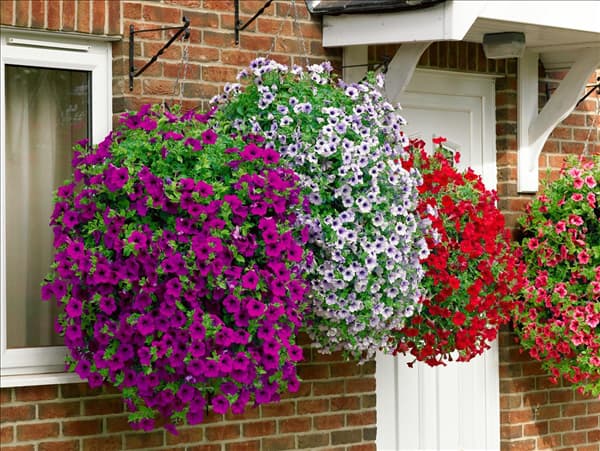Petunia Surfinia mixed