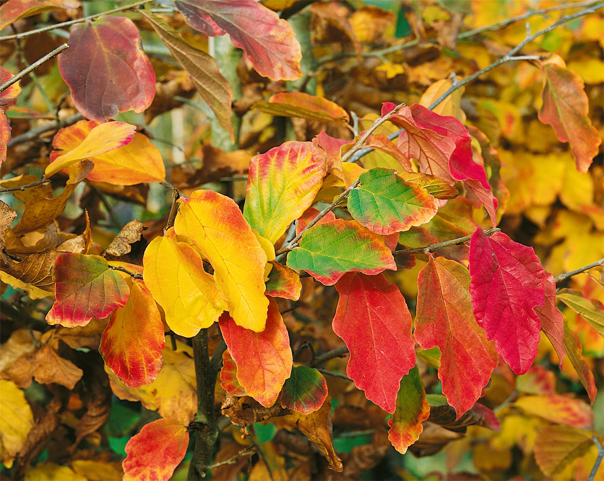 Parrotia persica