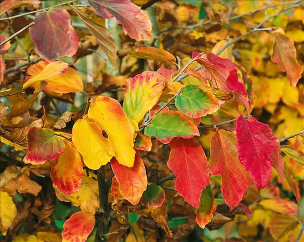 Parrotia persica