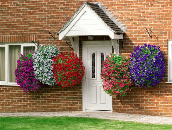 Petunia Surfinia mixed