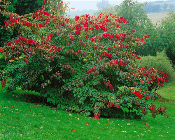 PARROTIA PERSICA