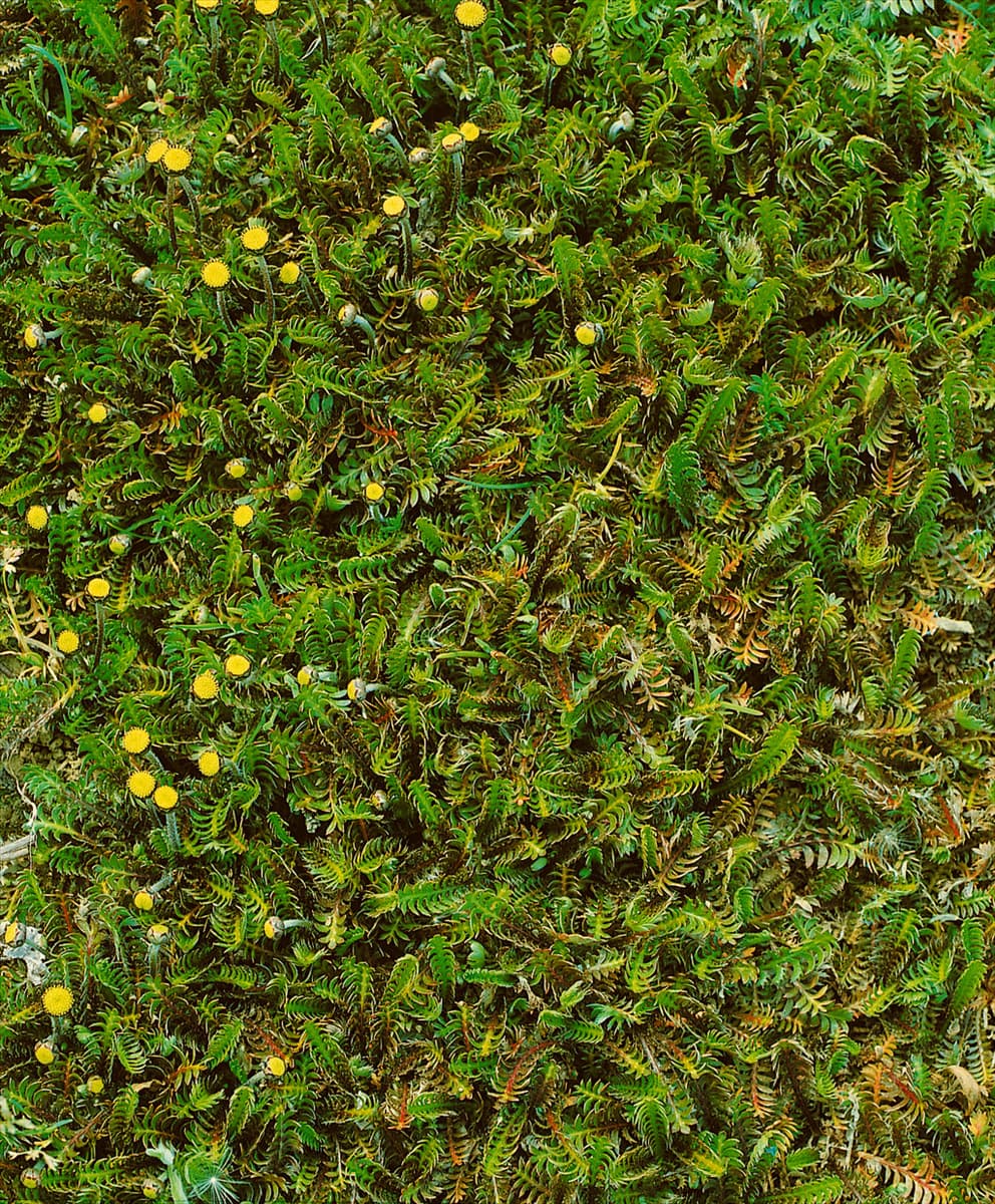 COTULA SQUALIDA