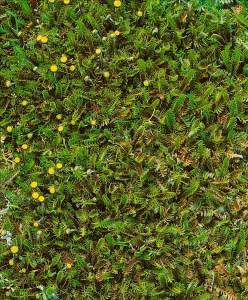 COTULA SQUALIDA