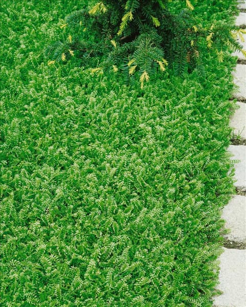 COTULA SQUALIDA