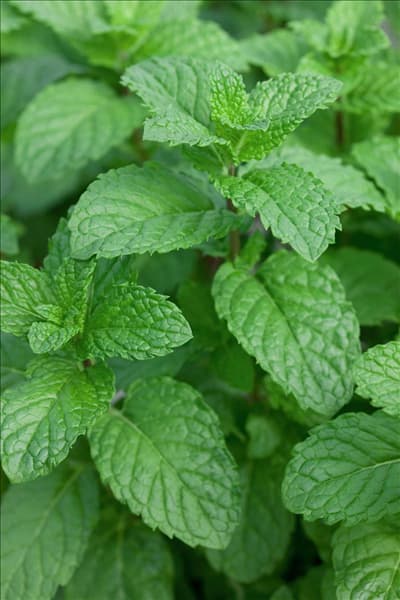 Mentha spicata UK Clone