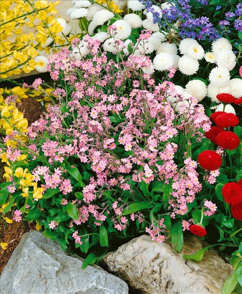 Myosotis sylvatica rose
