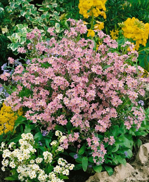 MYOSOTIS SYLVATICA CARMINE KING