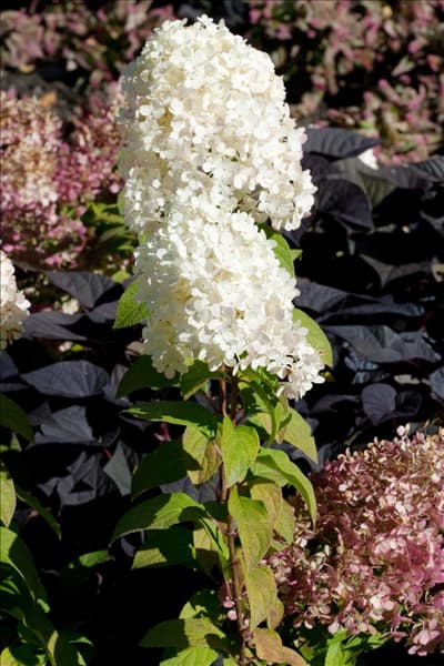 Hydrangea paniculata Bobo