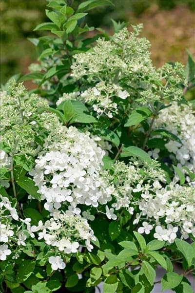 Hydrangea paniculata Bobo