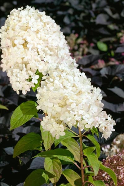 Hydrangea paniculata Bobo