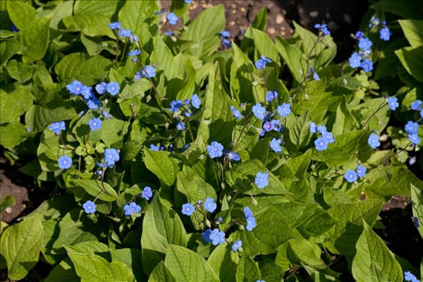 Omphalodes verna
