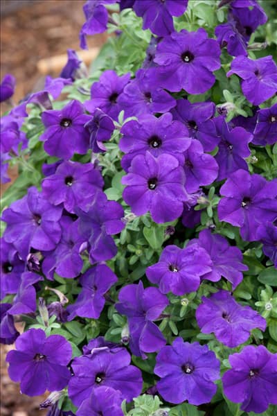 Petunia Bingo ® /Perfectunia ® Blue