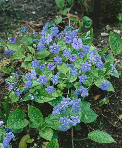 Omphalodes verna