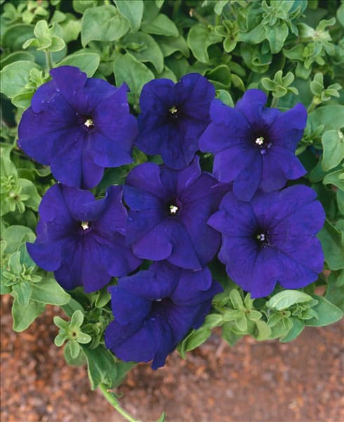 PETUNIA ALADDIN BLUE ICE