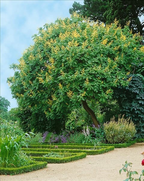 Koelreuteria paniculata