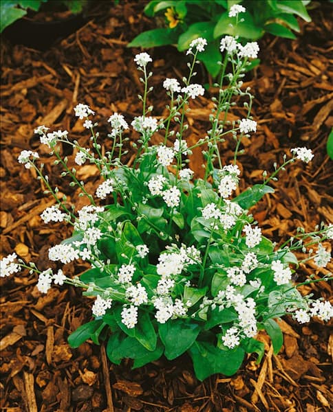 MYOSOTIS sylvatica Snowsylva