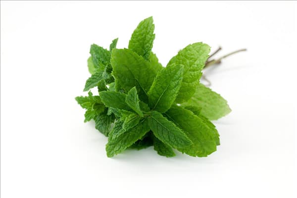 Mentha spicata Spearmint