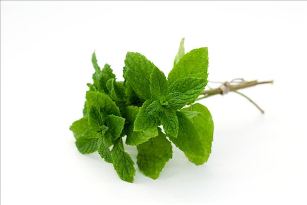 Mentha spicata Spearmint