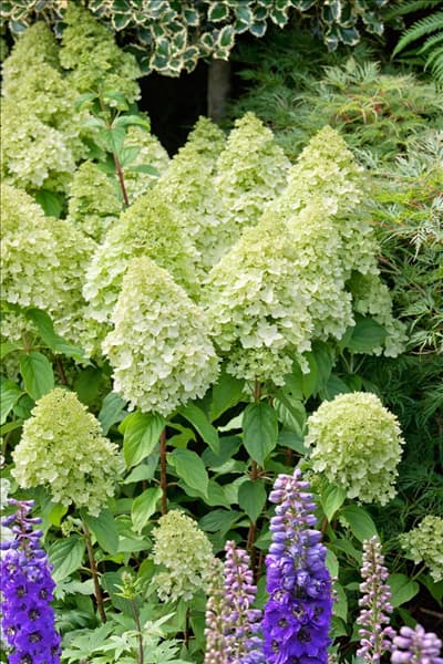 Hydrangea paniculata Lime Light