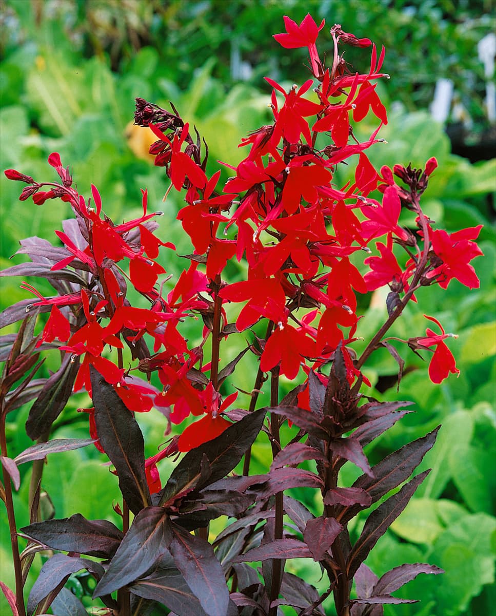 Lobelia fulgens Elmfeuer