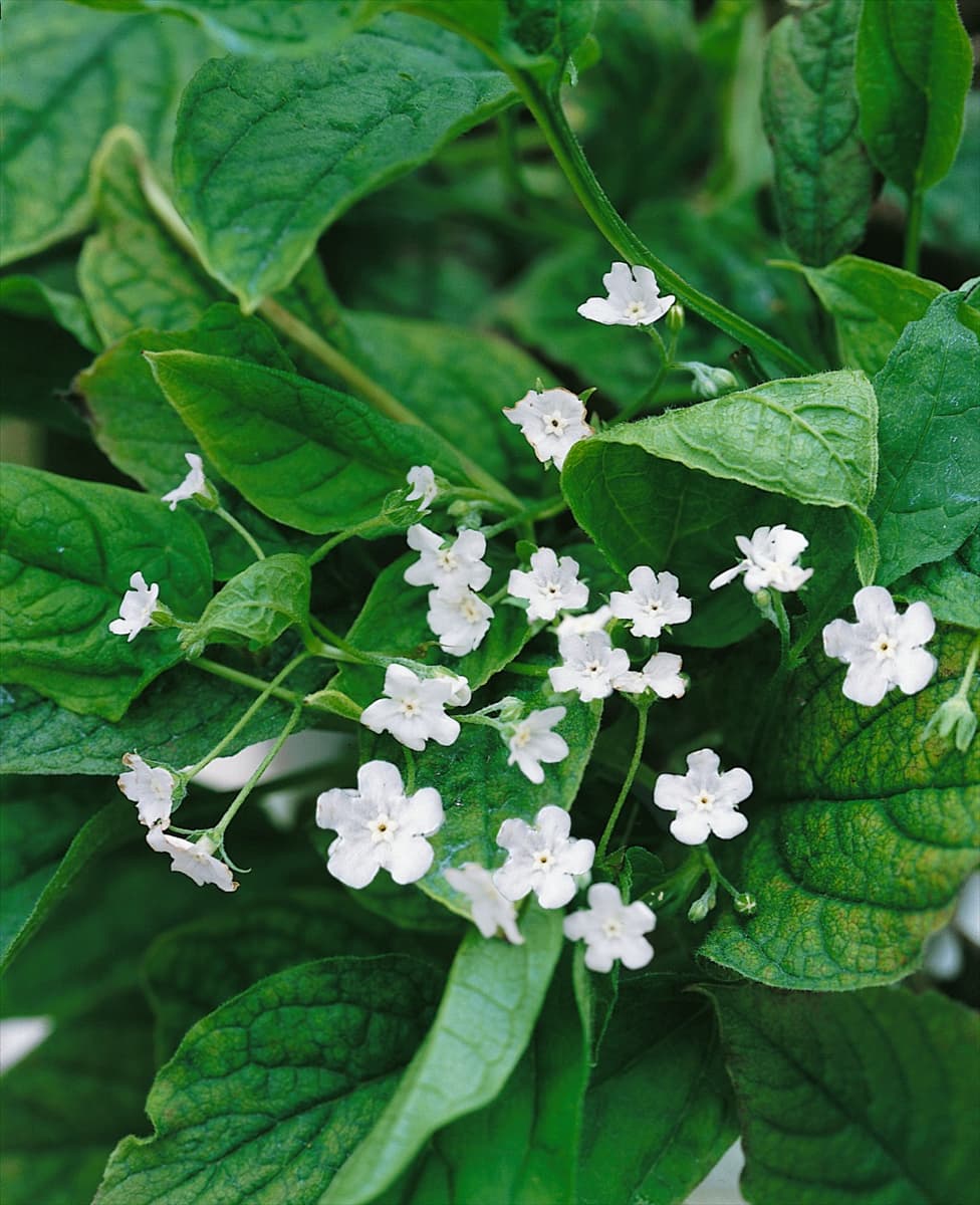 Omphalodes Alba