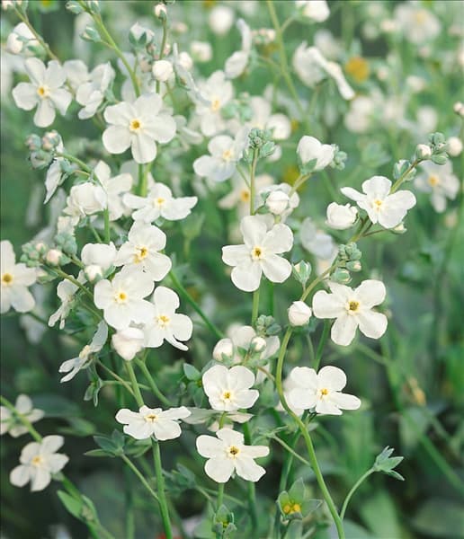 Omphalodes alba