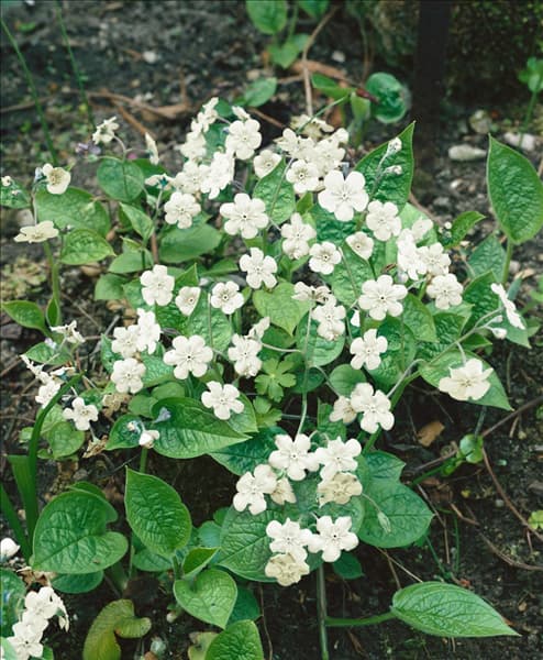 Omphalodes verna Alba