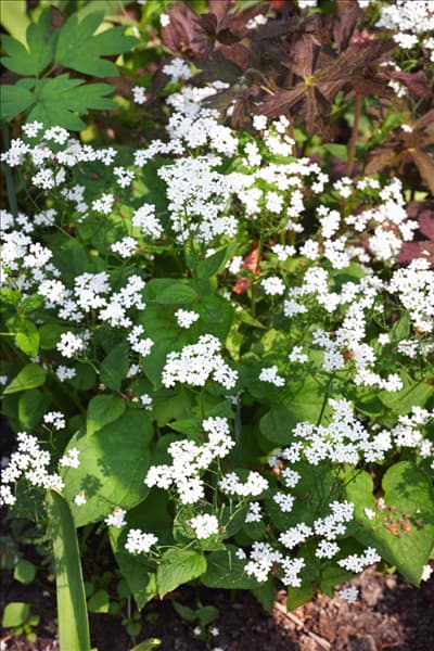 Omphalodes verna Alba