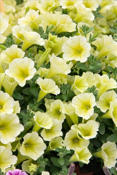 Petunia Ordy Lemon