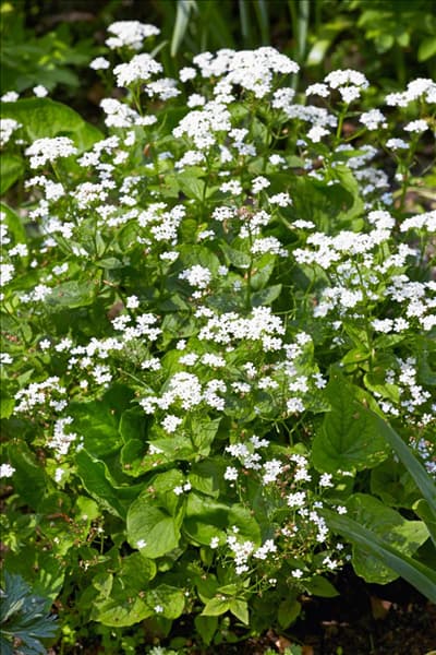 Omphalodes verna Alba