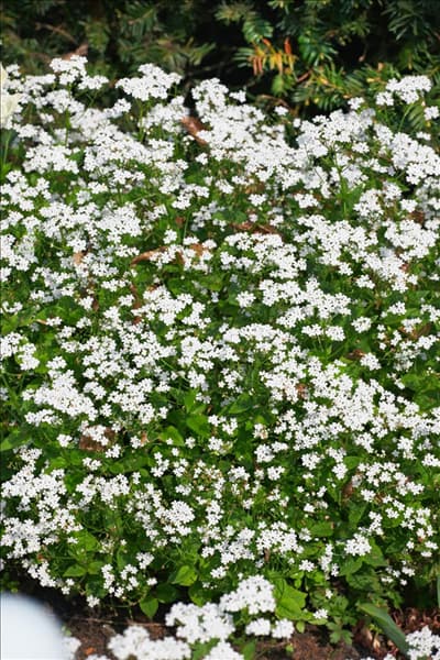 Omphalodes verna Alba