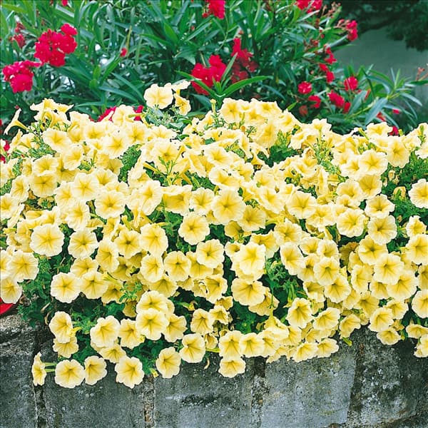 Petunia Viva Yellow