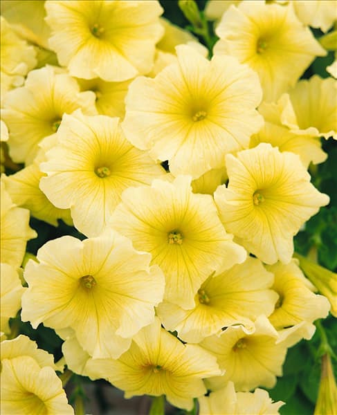 PETUNIA BUTTERCREAM / PALE YELLOW