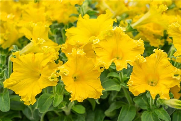 Petunia Happy Magic ® Giant Dijon