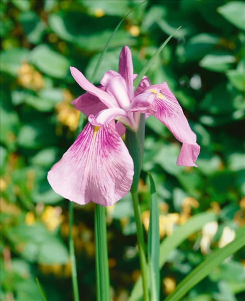Iris laevigata Rose Queen