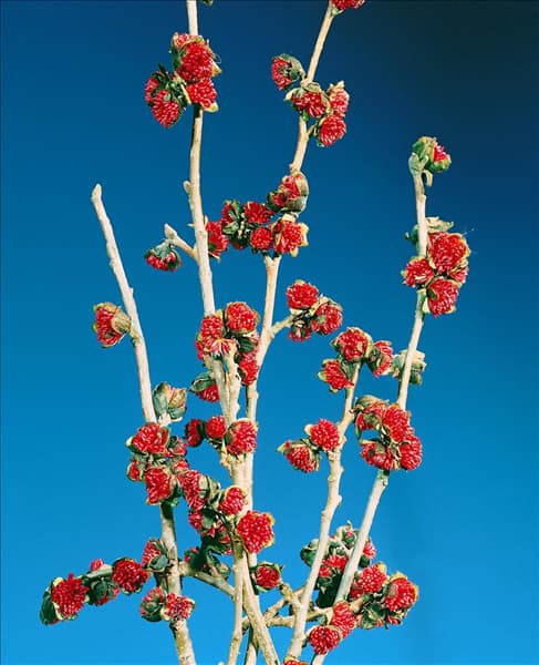 Parrotia persica Vanessa