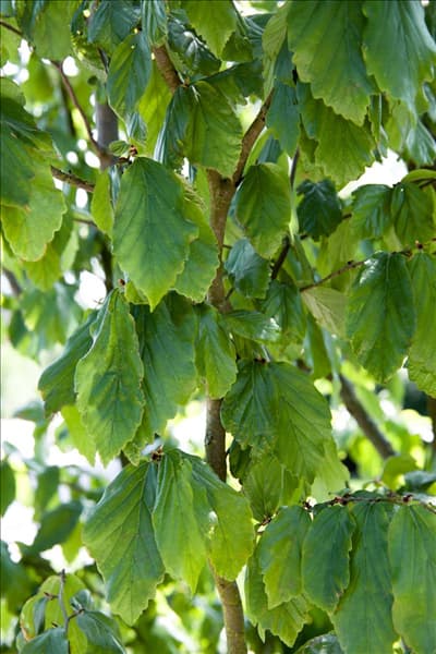 Parrotia persica Vanessa