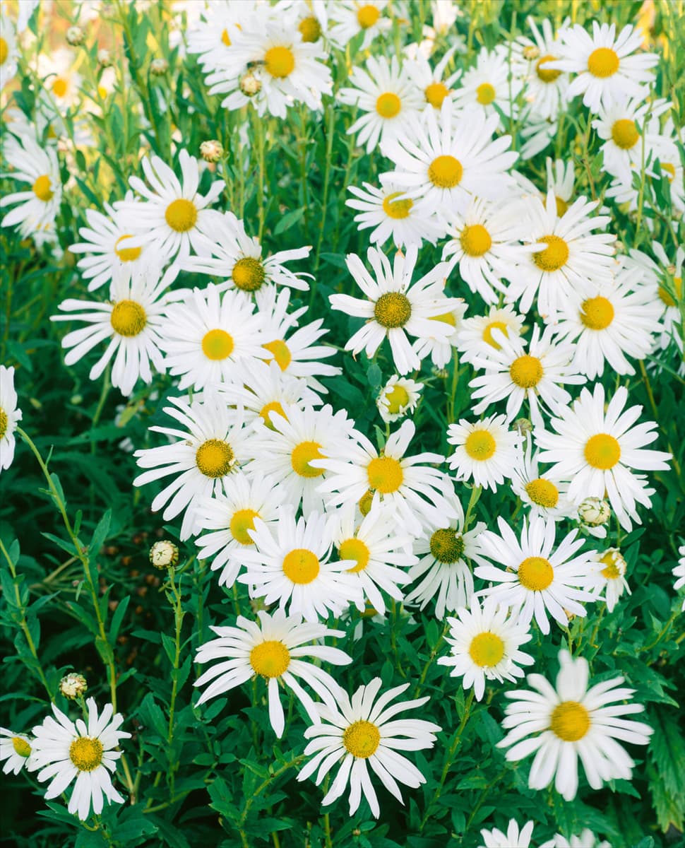 CHRYSANTHEMUM HERBSTSTERN