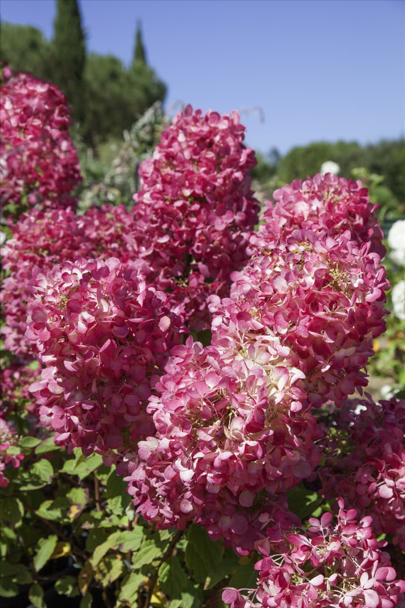 Hydrangea paniculata Diamant Rouge ®