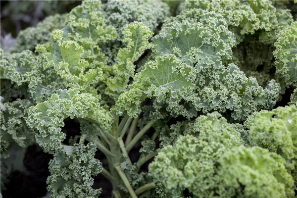 Brassica oleracea var. sabellica 'Halbhoher Grüner Krauser'