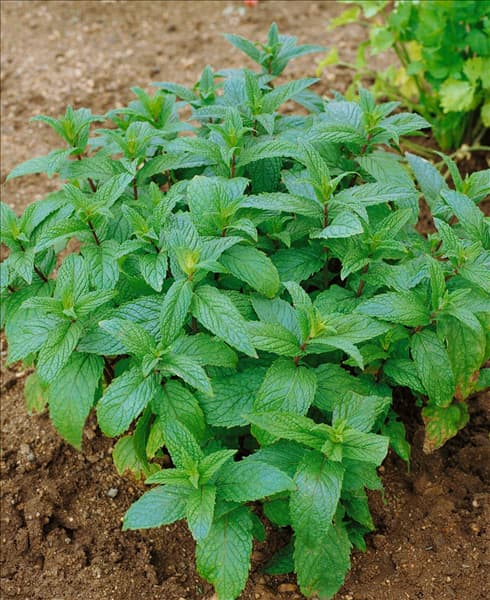 MENTHA spicata (Mentha viridis / M. verte)